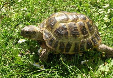 Types of Pet Tortoises Around the World