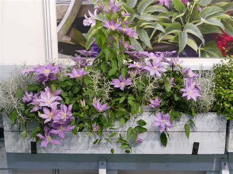 Choose a wood, stone or terracotta container with. Clematis in Containers