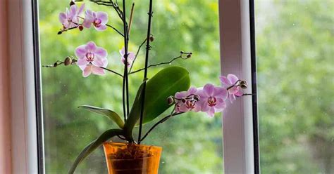 Jun 30, 2021 · cilantro likes bright indirect light but dislikes intense, direct sunlight. Here Are The Best North Facing Window Plants | Window ...