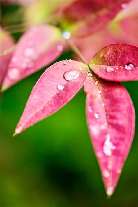 Pink Leaves With Water Dews · Free Stock Photo