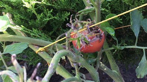 Dying Tomato Plants Youtube