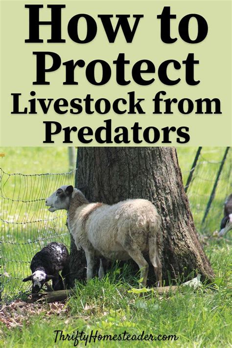 Tips For Protecting Your Livestock From Predators
