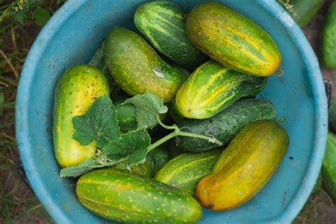 Why Are My Cucumbers Yellow And Fat Use These Fixes