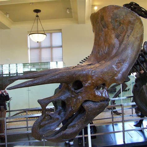 Hall Of Ornithischian Dinosaurs American Museum Of Natural Flickr