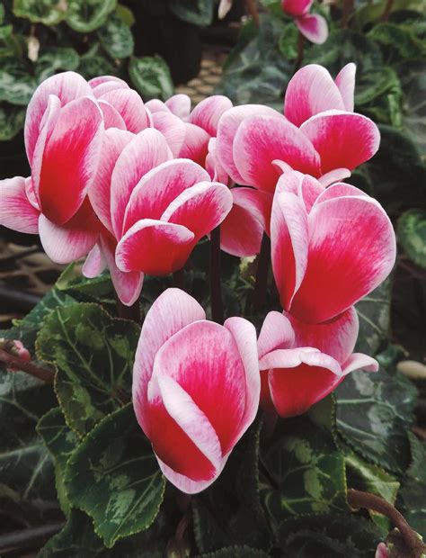 Grow it in a hanging basket in filtered light and you'll have gorgeous flowers in no time. 5 Easy-To-Grow Indoor Flowering Plants