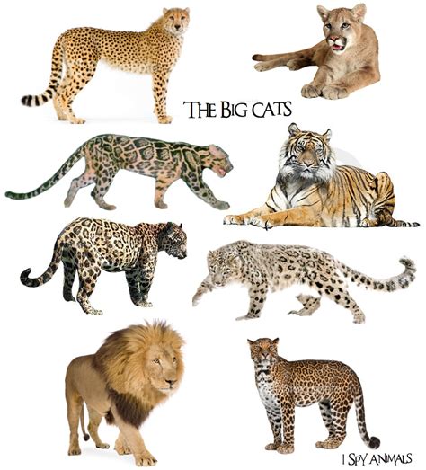 After the tiger it's the second largest living cat in the world. I Spy Animals: Do you know your cats?