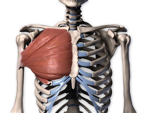 The movement of the shoulder joint and keeping the arm attached to the trunk. Draw accurate bones and muscle | Creative Bloq