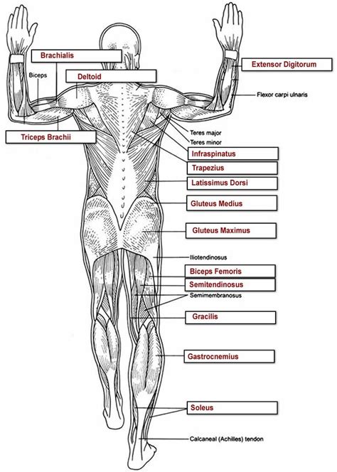 Muscles Labeling Full Body Anatomy And Physiology Muscle Anatomy