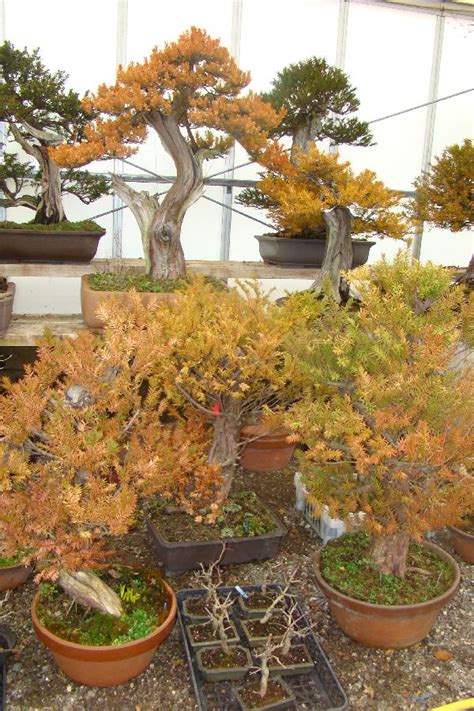 Some bonsai trees may drying and falling of leaves that have turned into yellow. Herons Bonsai Nursery near Lingfield | Hints and Tips