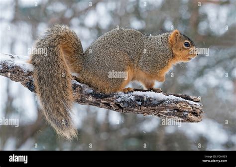 Eastern Fox Squirrel Sciurus Niger On Limb Of Tree Winter Eastern