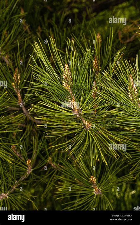 Leaves Of Chinese Red Pine Or Table Top Pine Pinus Tabuliformis Stock