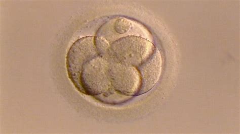 Fertility Treatments Could Be Improved After Human Eggs Grown In Lab