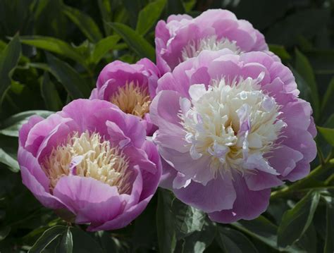 Maybe you would like to learn more about one of these? 10 Types of Easy-Care Perennial Flowers