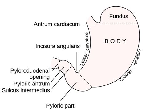 226a Gross Anatomy Of The Stomach Medicine Libretexts