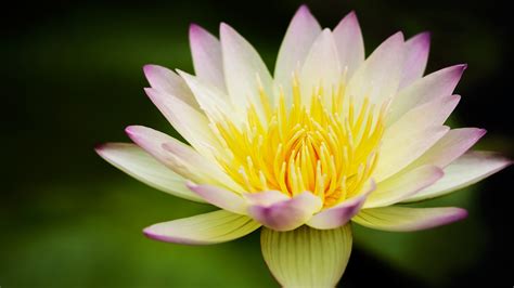 Find images of white lotus flower. Lotus Flower Wallpapers Images Photos Pictures Backgrounds