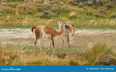 Lama Wild Animals Patagonia Argentina Stock Photo Image Of Lama