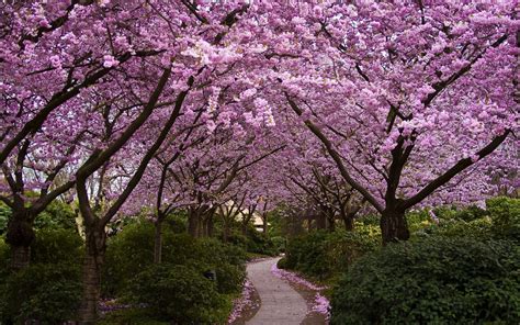 Cherry Blossom Garden Wallpapers 1920x1200 1686964