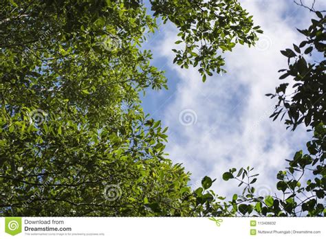 Green Leaves On Blue Sky Background Stock Photo Image Of Environment
