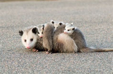 The Curious Case Of The Baby Opossum In A Hayward Backyard East Bay Times