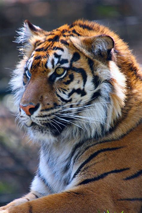 Usuriiskii Tigr Majestic Animals Wild Cats Animals Wild