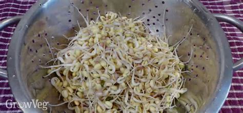 how to grow fresh food during winter by sprouting mung beans
