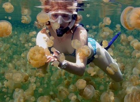 Pin By BumpedThis On Bumped This Jellyfish Diving Beautiful Places