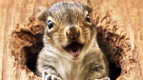 Funny Squirrels Too Cute Funny Pets Youtube