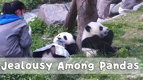 Jealousy Among Pandas Ipanda Youtube