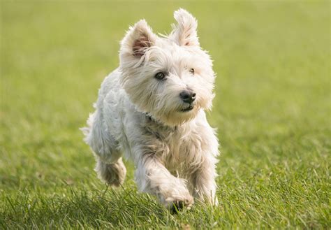 Miniature White Terrier