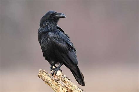 Raven Bird Identification Guide Bird Spot