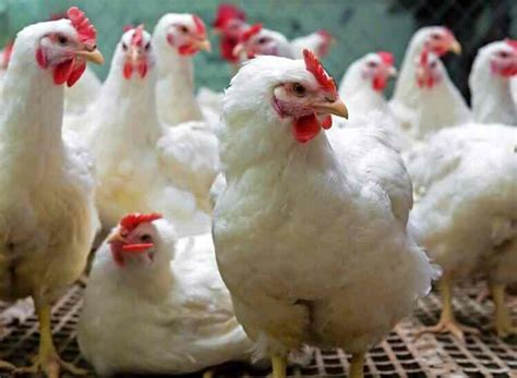 Suguna Poultry Farm Ltd Dhapa Poultry Farms In Kolkata Justdial