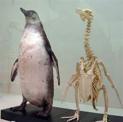 Así Luce El Esqueleto De Un Pingüino Biología Foto Pamagua Unam Con