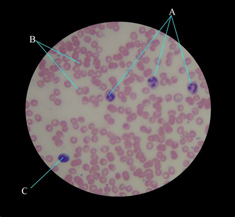 Aandp Ii Lab Midterm Leukocyte Diagram 3 Diagram Quizlet