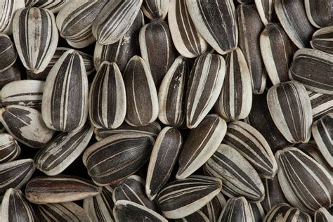 Sunflower Seeds Photograph By Pascal Goetgheluckscience Photo Library