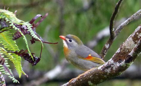 Killing Birds Invasive Species In Hawaii Birds In A