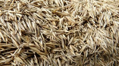 4 Types Of Grass Seed Uk How To Choose The Right One