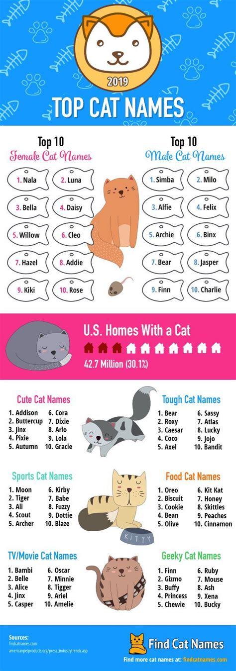 Top Cat Names Of 2019 [infographic] Find Cat Names Cat Names Cat Top Cute Cat Names