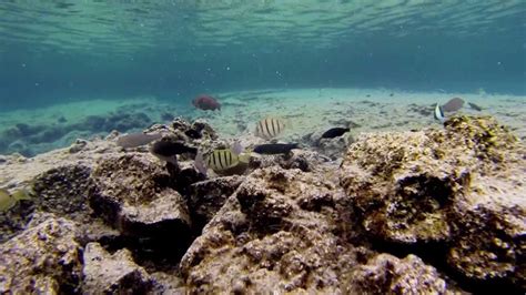 Kapoho Tide Pools Snorkeling Big Island Hawaii Youtube