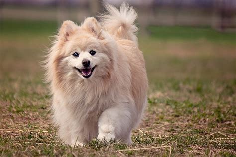 Top 10 Cutest Dog Breeds List All Over World 2020 By