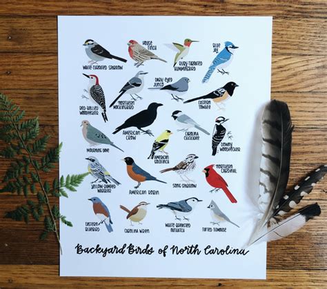 Print Backyard Birds Of North Carolina Field And Forest Design