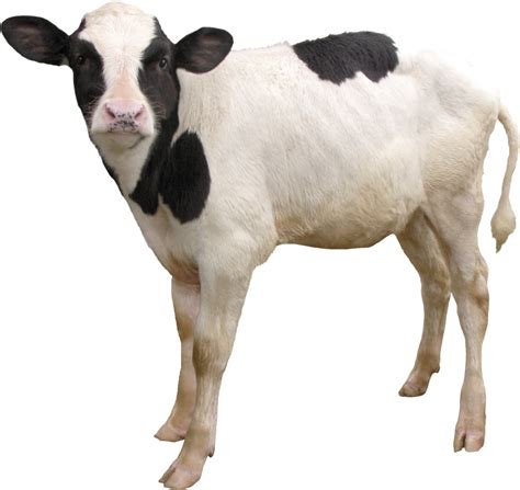 Cow Png Image Free Cows Png Picture Download