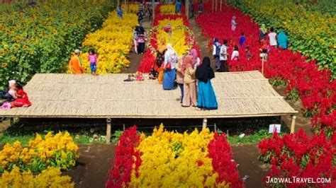 Hamparan bunga celosia tersebut menjadi daya tarik tersendiri bagi para wisatawan. Tiket Masuk Taman Bunga Ambal - JadwalTravel.com