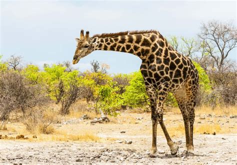 Meet The 10 Cutest Giraffes In The World A Z Animals