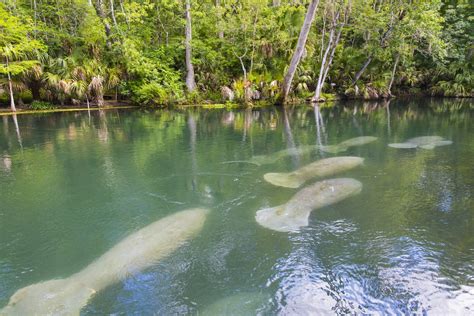 Facts about manatees, west indian manatee, amazonian manatee, west african manatee. Manatee Migration Madness