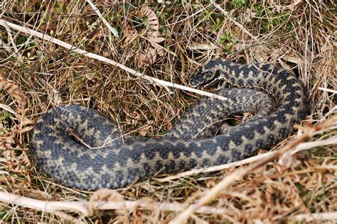 Yorkshire Field Herping And Wildlife Photography And The Adders Are Back