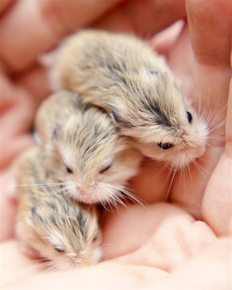 Baby Dwarf Hamsters Cute Hamsters Baby Hamster Cute Baby Animals