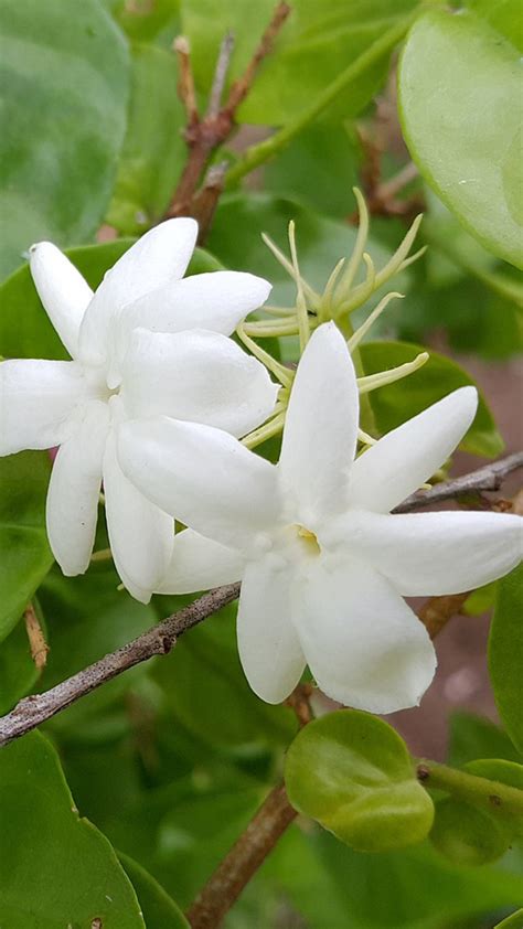 Ciri Ciri Bunga Melati Aroma Semerbaknya Begitu Khas Dan Wangi Banget