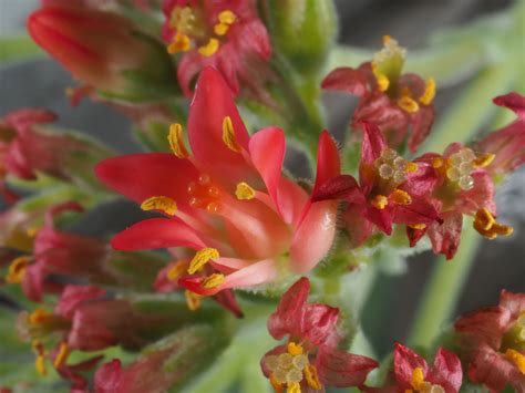 crassula perfoliata var falcata j c wendl toelken plants of the world online kew science