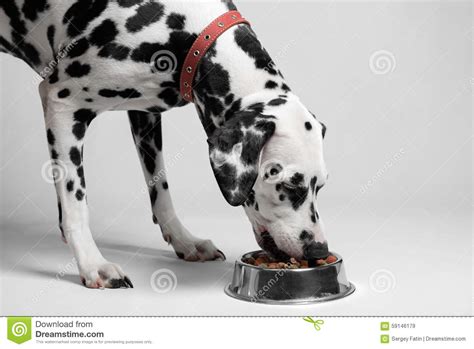 Dog Eat Dalmatian Stock Image Image Of Thoroughbred 59146179