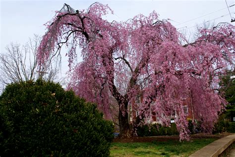 Thetreecenter.com has been visited by 10k+ users in the past month REL Springtime Cherry Blossom Weeping Willow 2011 | 320 ...